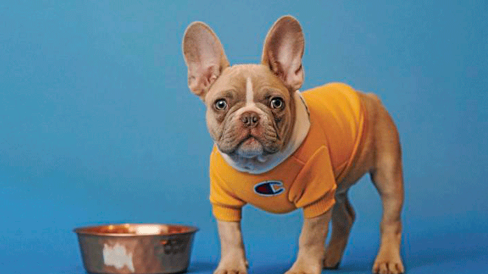 Did you say dinner? Human-grade foods for your dog